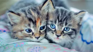 Legacy Quality Engineer